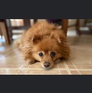 Meet your Posher, Brady